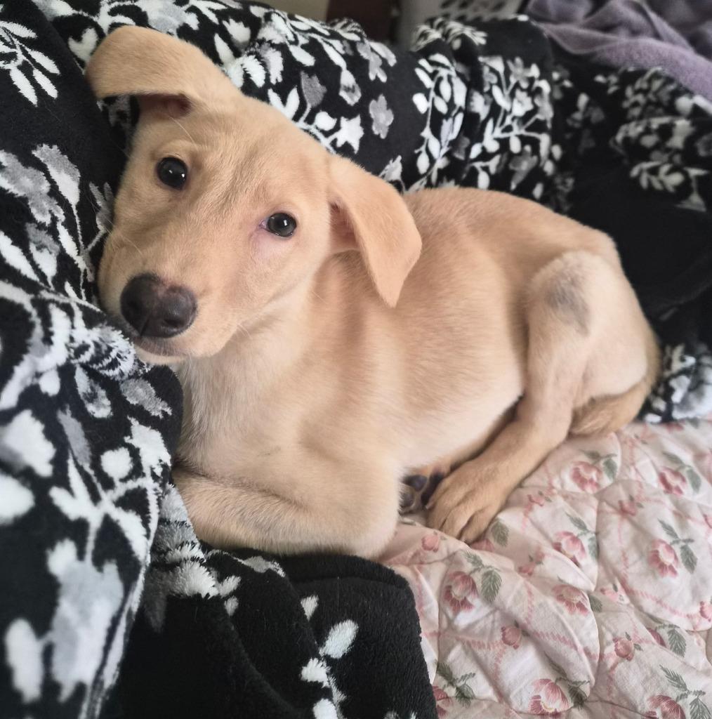 Beyonce, a Adoptable mixed breed in Columbia, IL image 5/6