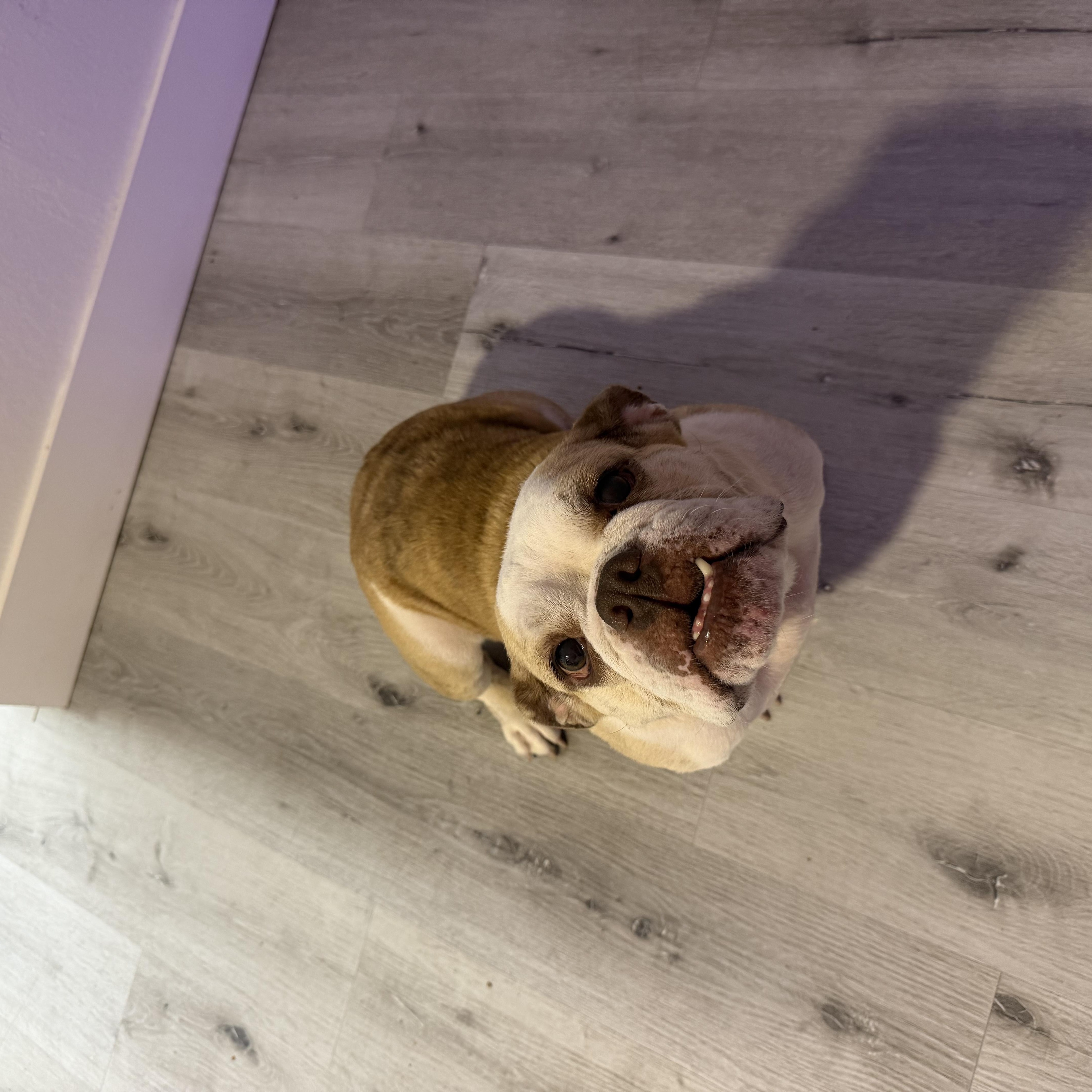 Bonnie, Adoptable, Adult Female English Bulldog.