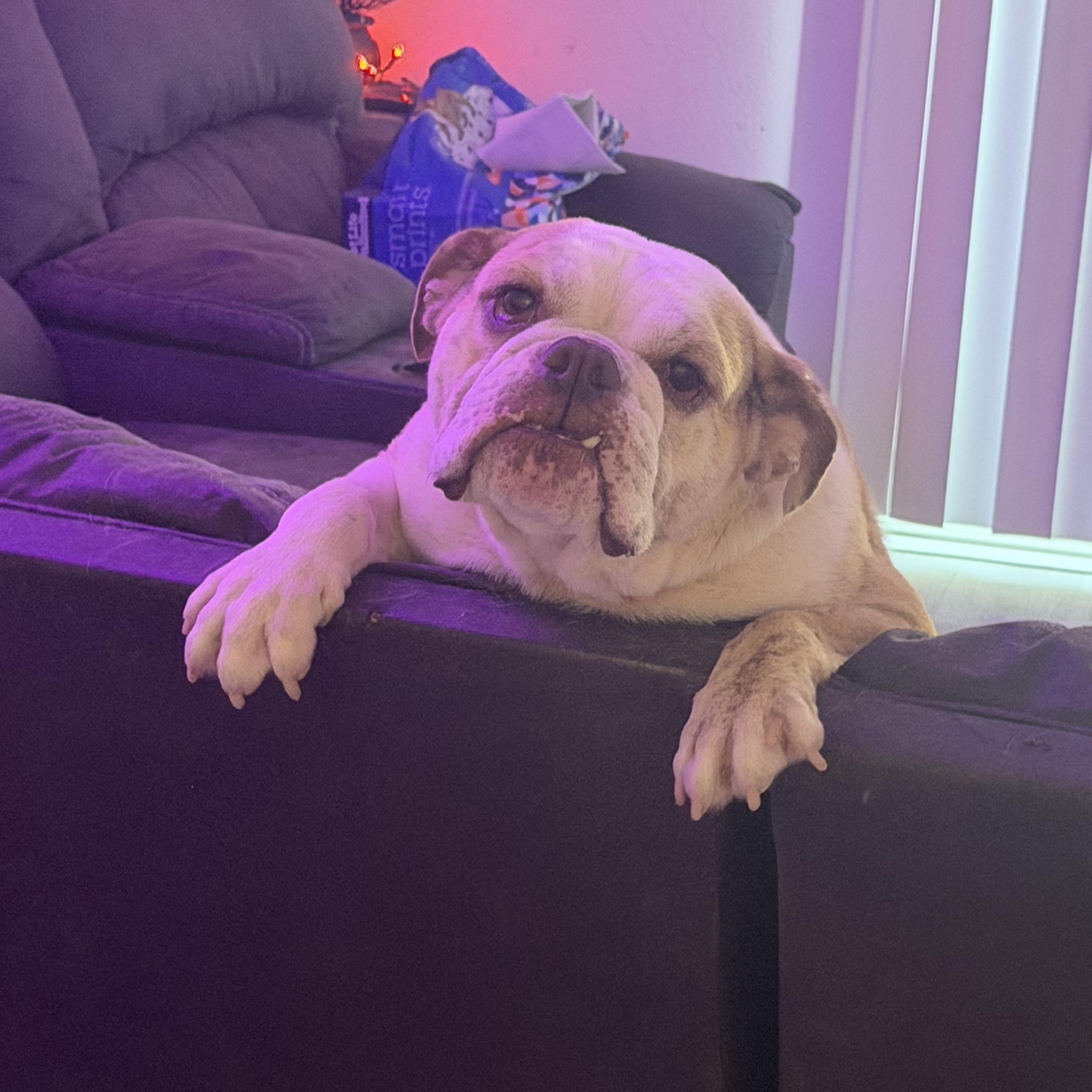 Enlarge Bonnie, a Adoptable English Bulldog in SACRAMENTO, CA image 3/4