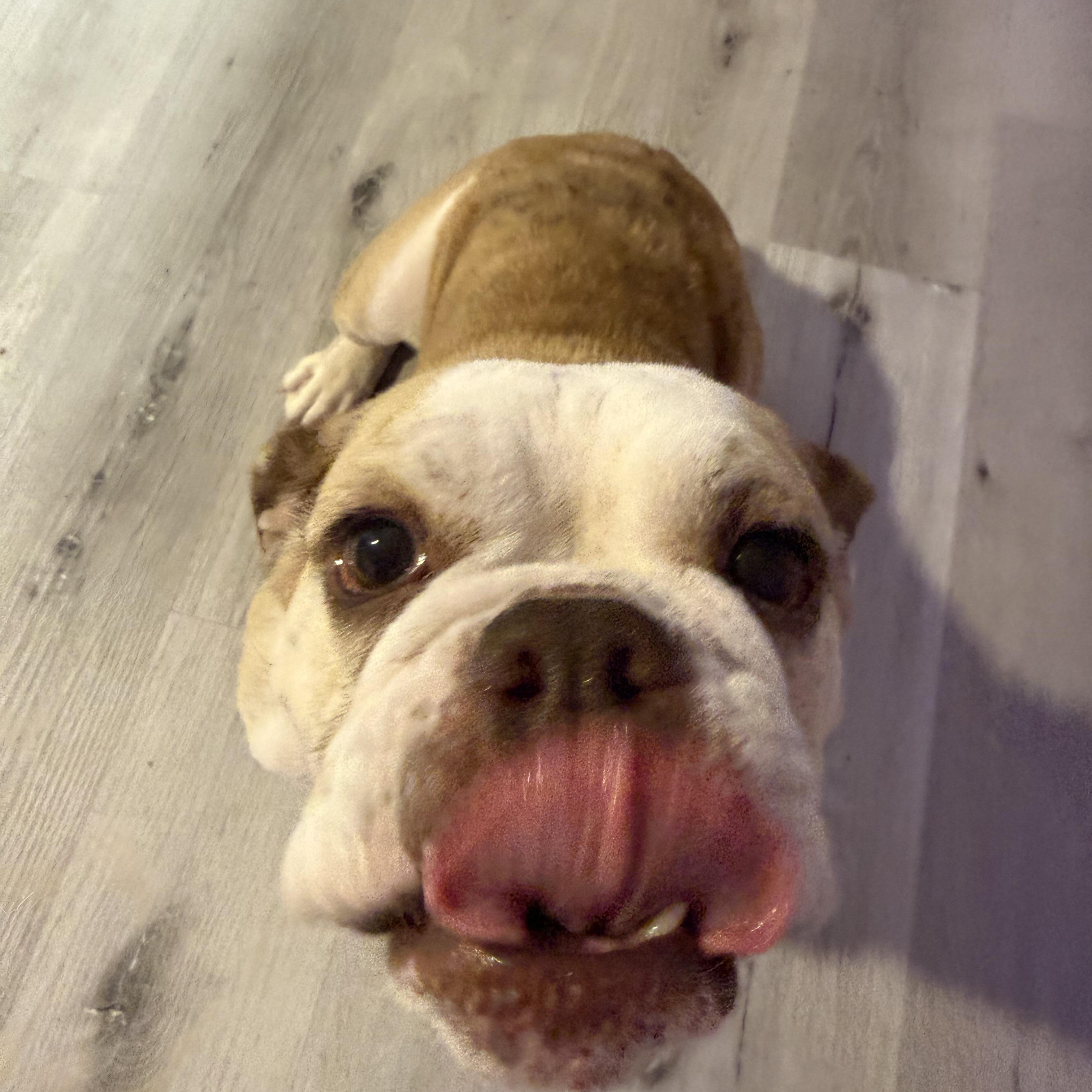 Enlarge Bonnie, a Adoptable English Bulldog in SACRAMENTO, CA image 4/4