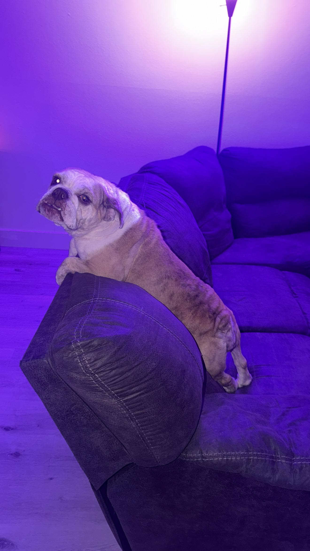 Enlarge Bonnie, a Adoptable English Bulldog in SACRAMENTO, CA image 2/4