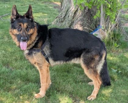 Enlarge Shep, a Adoptable mixed breed in Baraboo, WI image 1/3