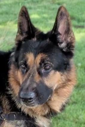 Enlarge Shep, a Adoptable mixed breed in Baraboo, WI image 2/3