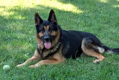 Enlarge Shep, a Adoptable mixed breed in Baraboo, WI image 3/3