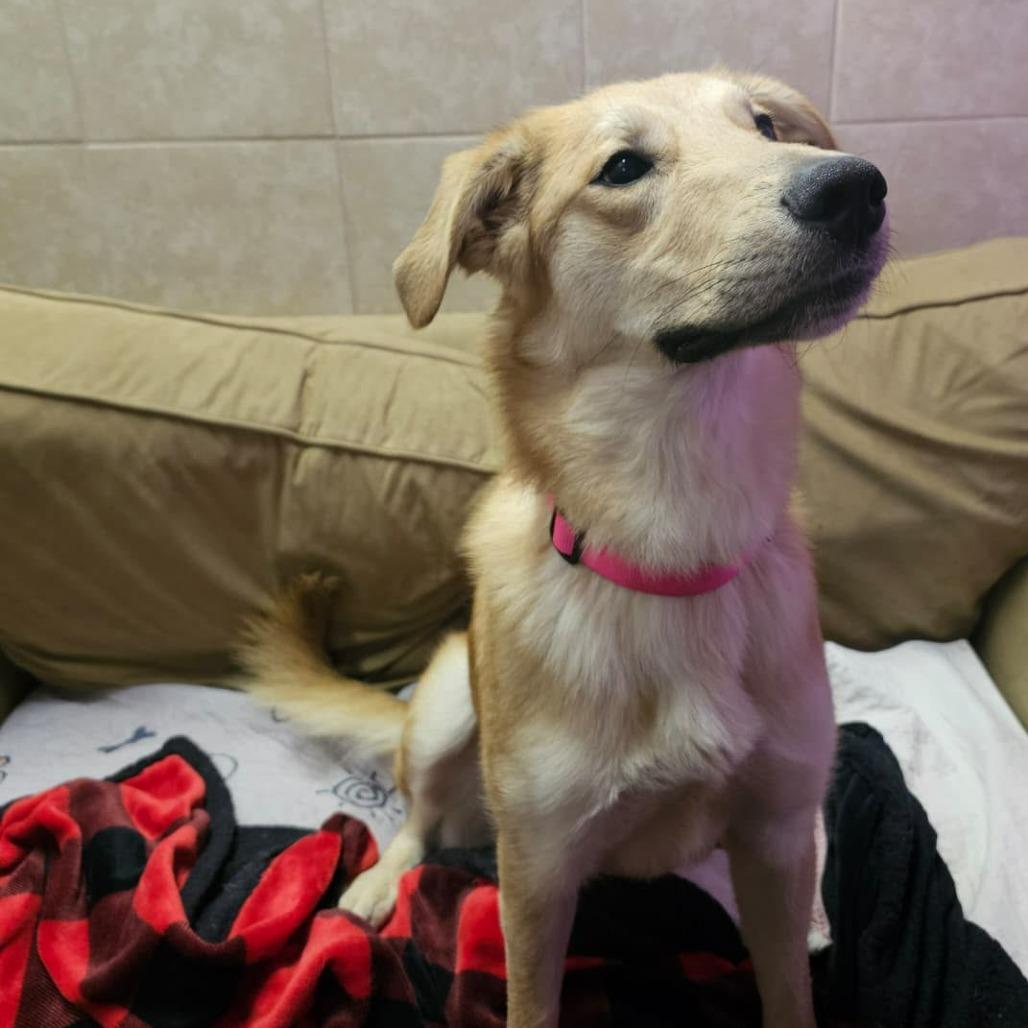 Angel, Adoptable, Adult Female Golden Retriever.