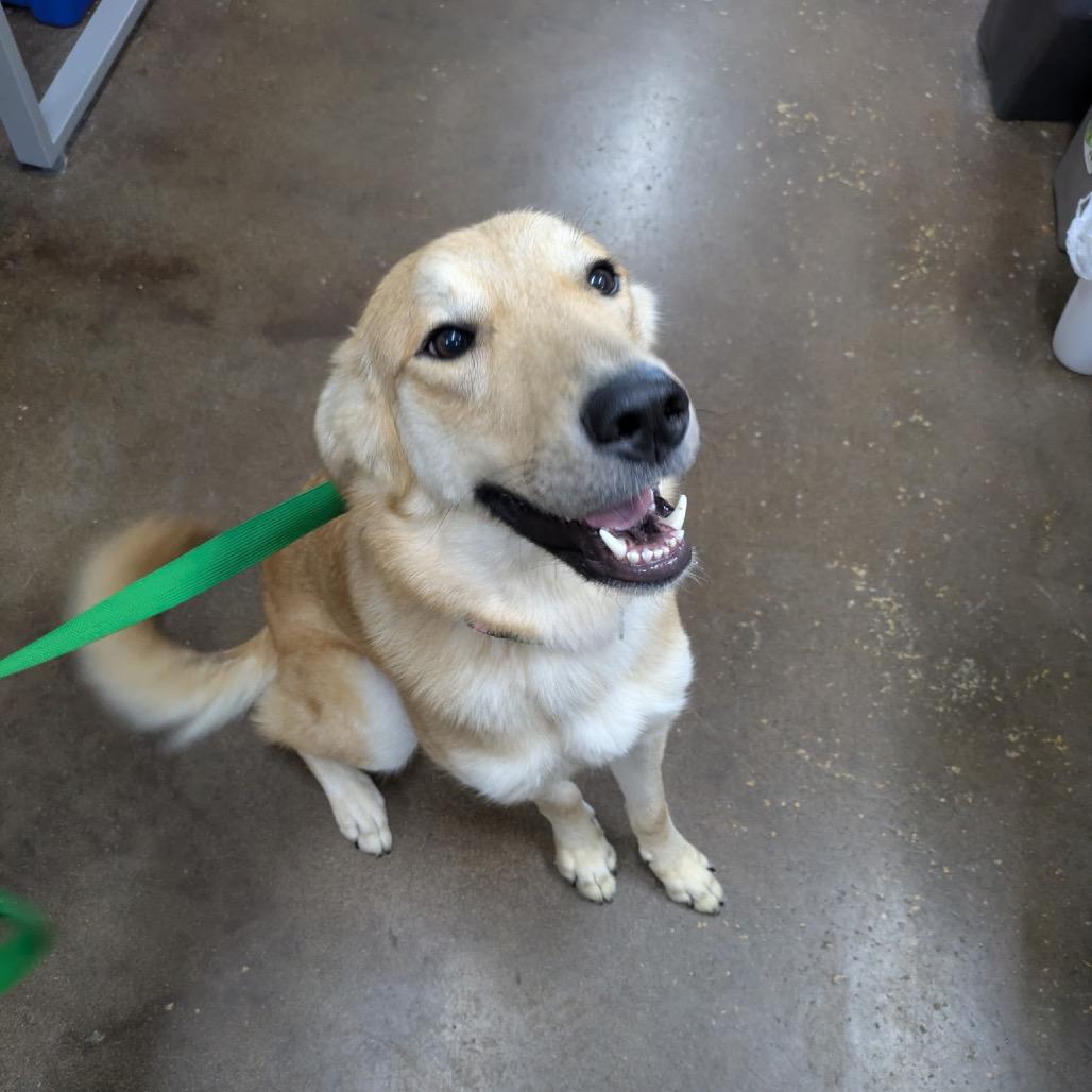 Enlarge Angel, a Adoptable mixed breed in Springfield, MO image 2/5