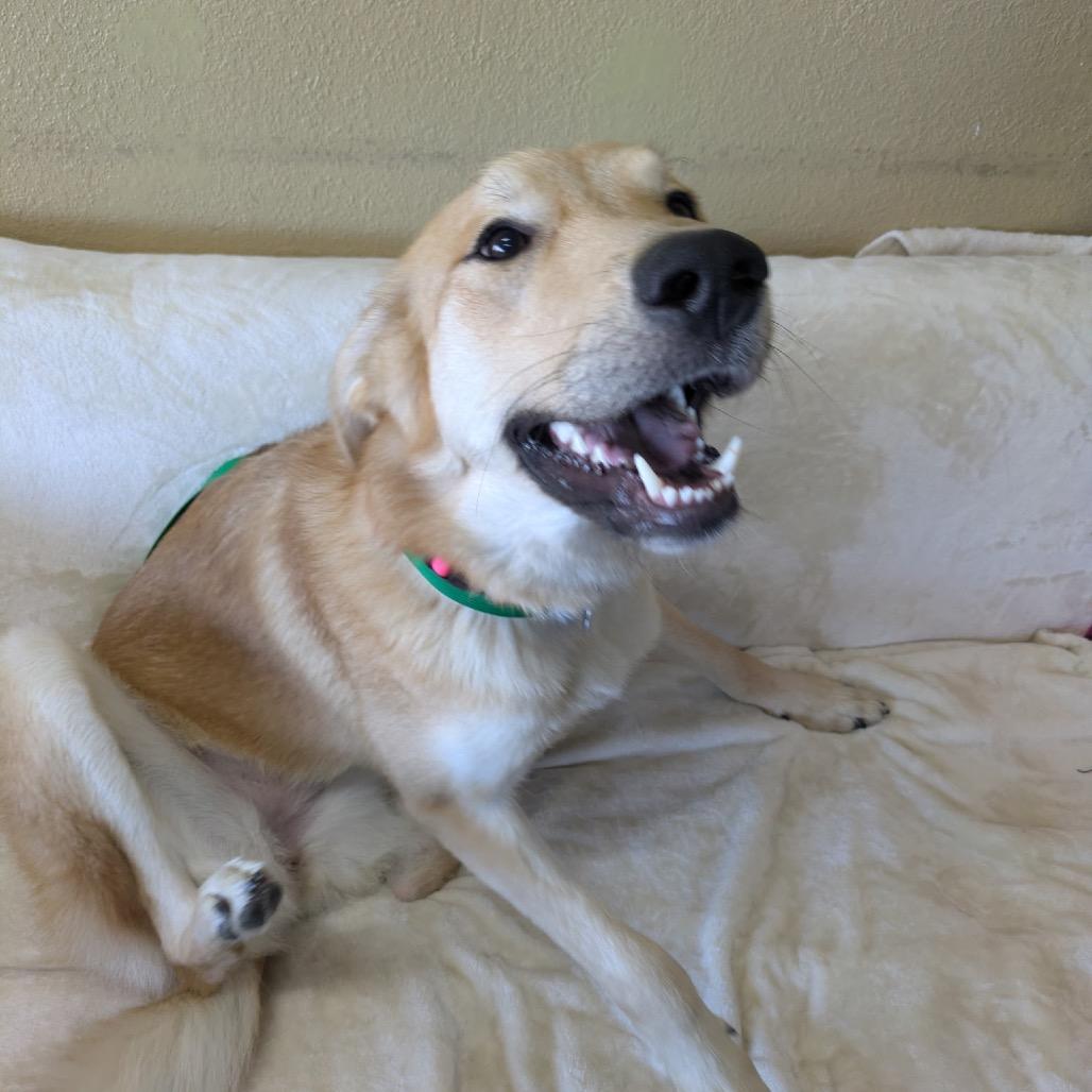 Enlarge Angel, a Adoptable mixed breed in Springfield, MO image 3/5