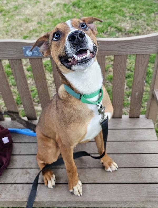 Maple Bar, a Adoptable mixed breed in Kennewick, WA image 1/5