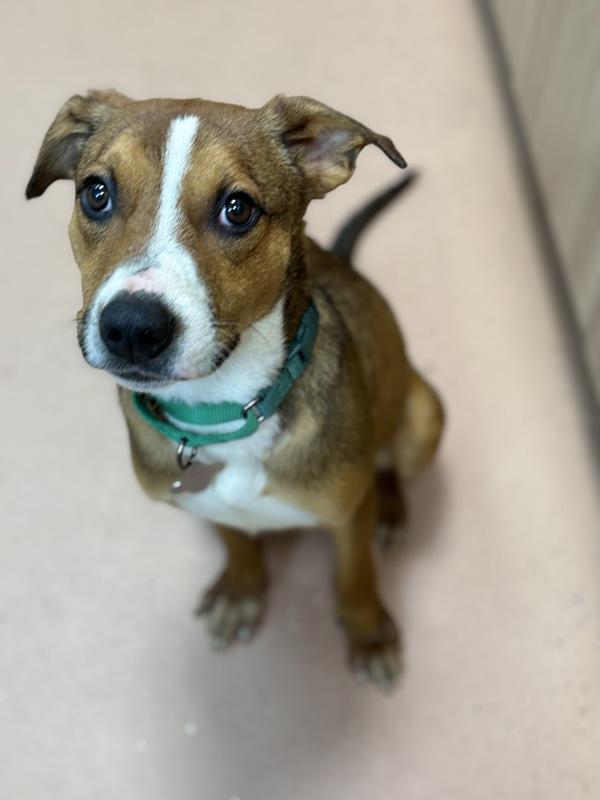 Maple Bar, a Adoptable mixed breed in Kennewick, WA image 2/5