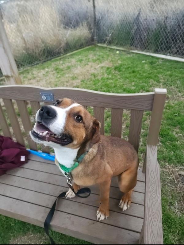 Maple Bar, a Adoptable mixed breed in Kennewick, WA image 3/5