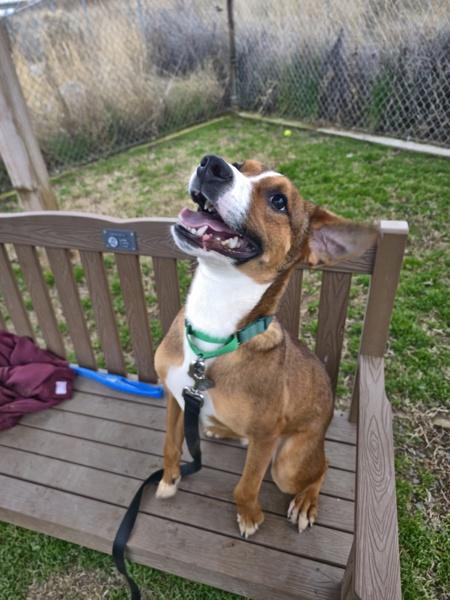 Maple Bar, a Adoptable mixed breed in Kennewick, WA image 4/5