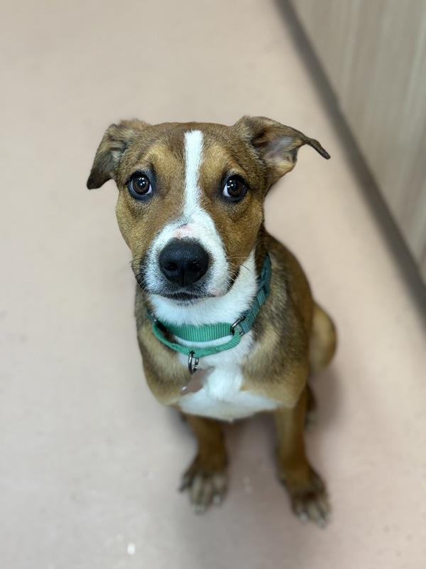 Maple Bar, a Adoptable mixed breed in Kennewick, WA image 5/5