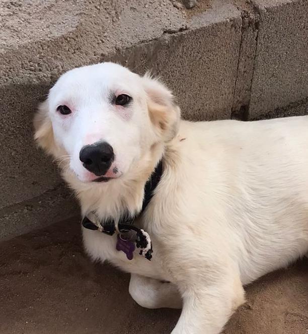 Rita, adopted, Young Female Mixed Breed.