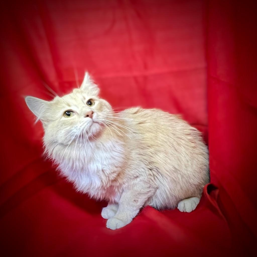 Trace, Adopted, Young Male Domestic Long Hair.