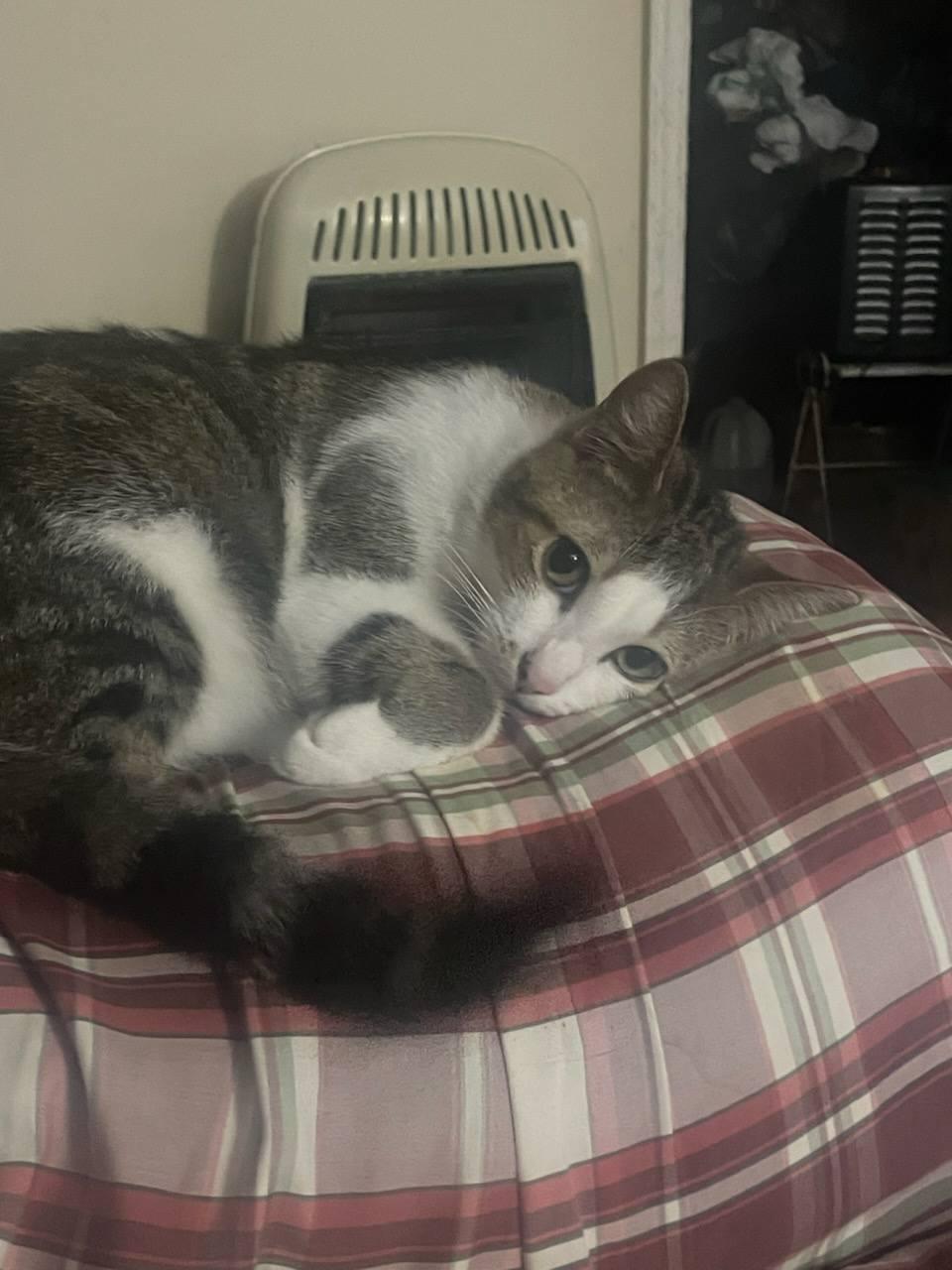 Lulu, Adoptable, Young Female Domestic Short Hair.