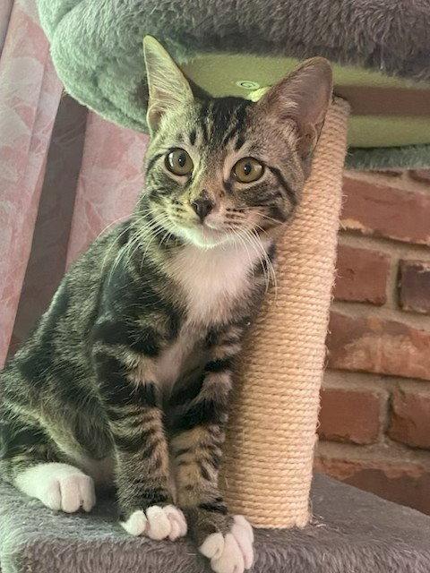 Enlarge Moby, a Adoptable mixed breed in Fayetteville, GA image 2/3