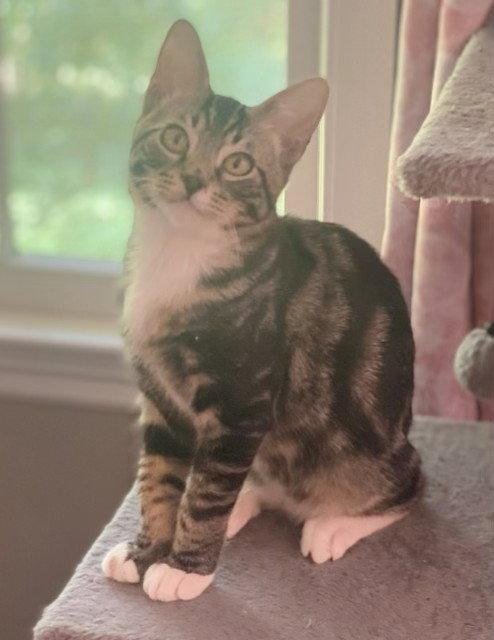 Enlarge Moby, a Adoptable mixed breed in Fayetteville, GA image 3/3