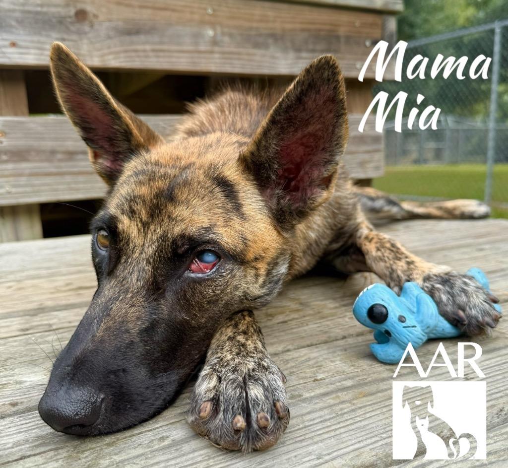 Enlarge Mama Mia, a Adoptable mixed breed in Magnolia, TX image 1/4