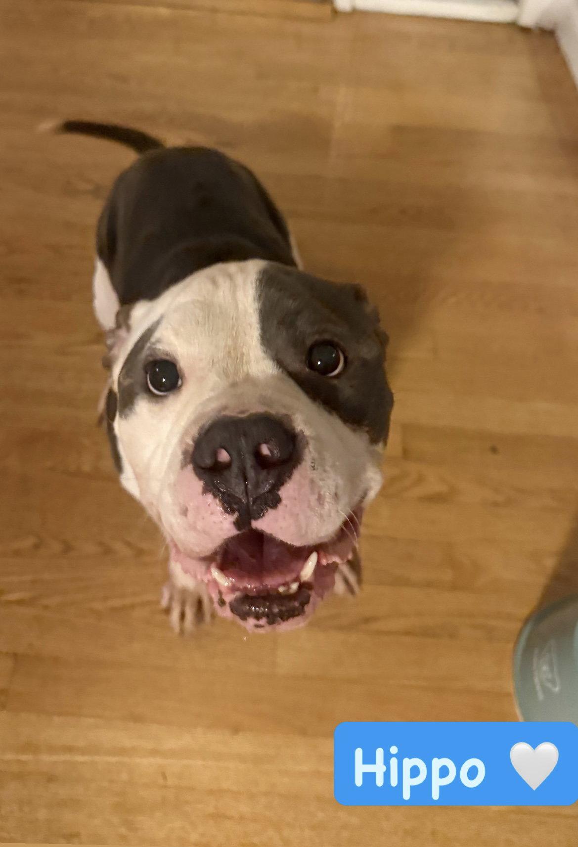 Hippo, Adopted, Adult Male American Staffordshire Terrier.