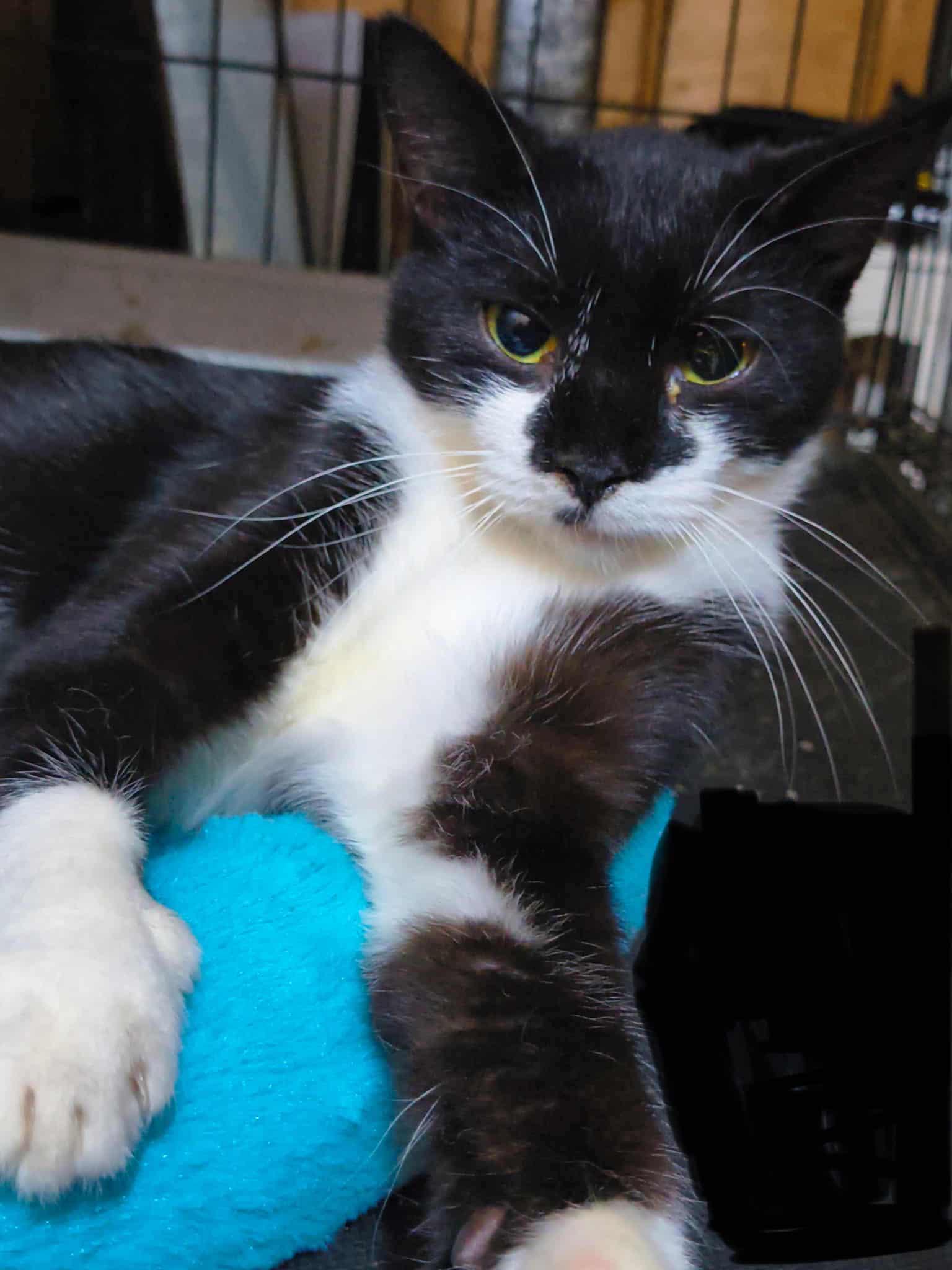 Huntress, Adoptable, Young Female Domestic Short Hair.