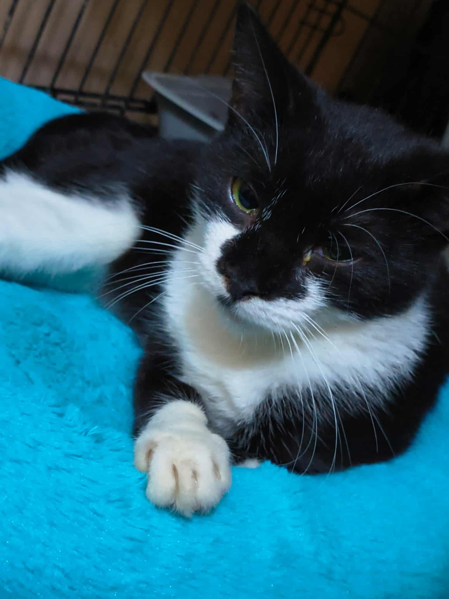 Huntress, a Adoptable Domestic Short Hair in staten island, NY image 2/2