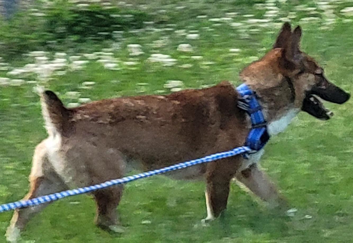 Sam, a Adoptable mixed breed in Milford, MI image 2/2