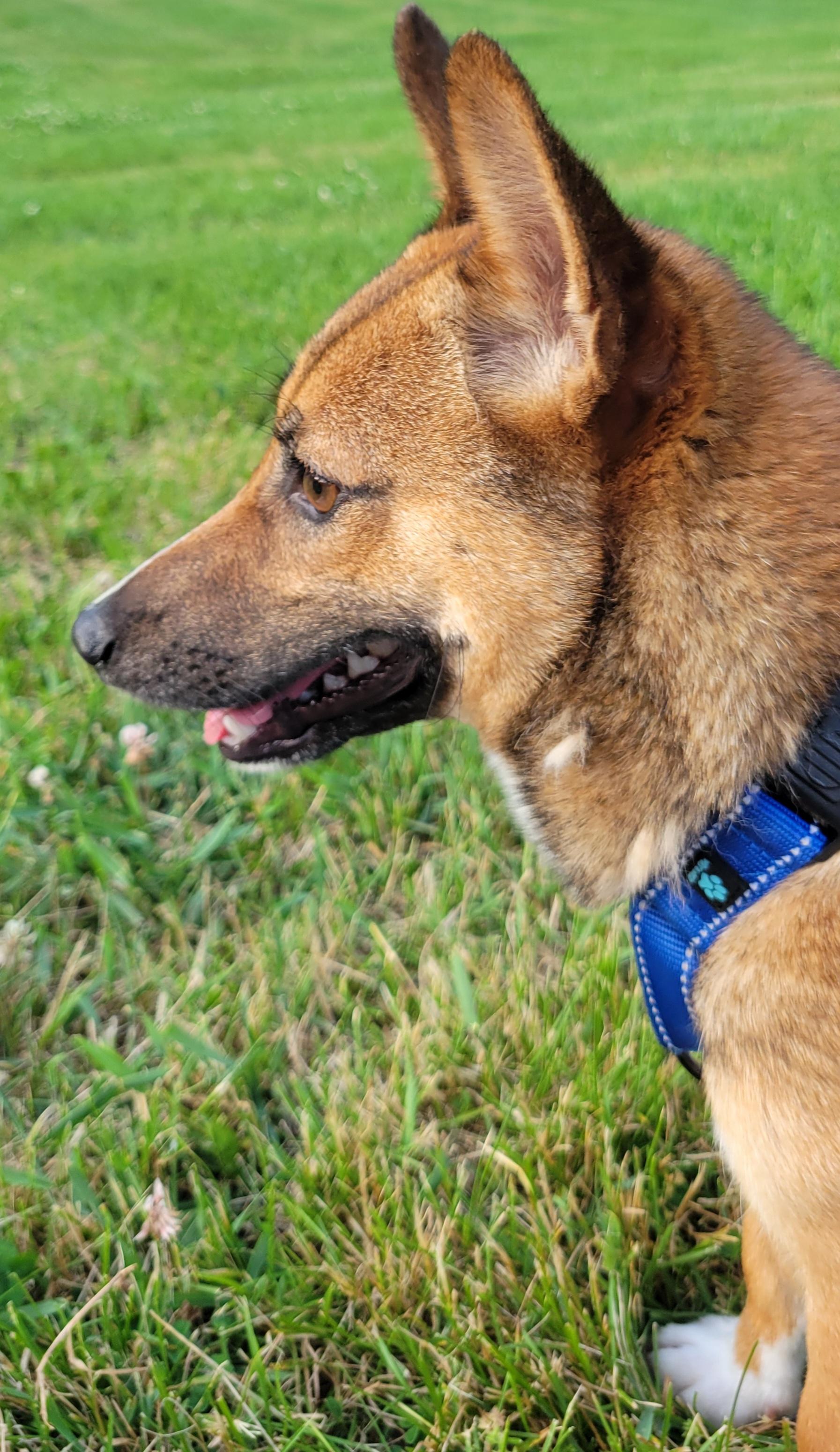 Sam, Adoptable, Adult Male Shiba Inu.