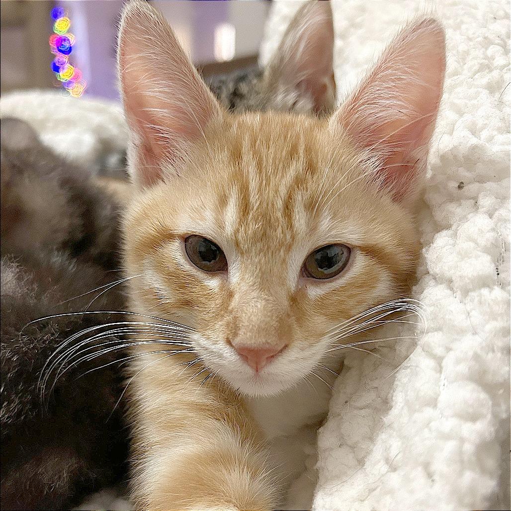 Buck, Adoptable, Kitten Male Domestic Short Hair.