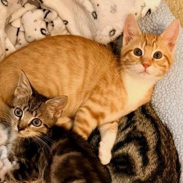 Buck, a Adoptable Domestic Short Hair in Pleasant Hill, CA image 2/3