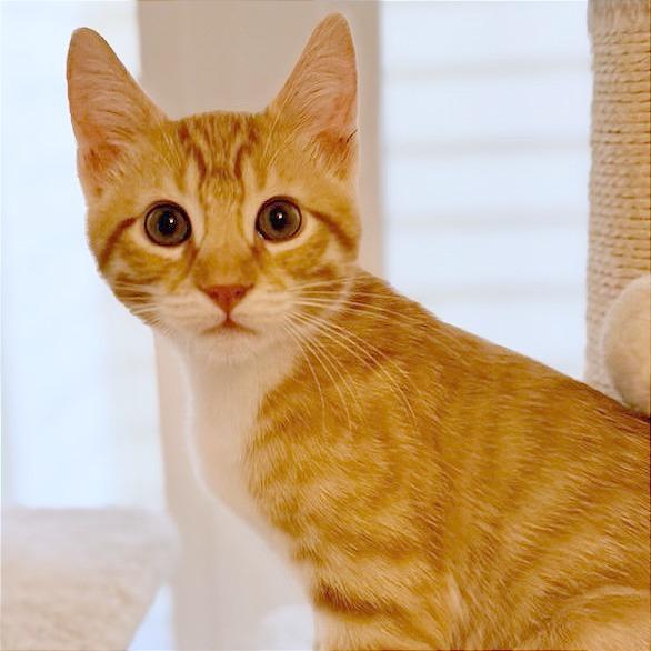 Buck, a Adoptable Domestic Short Hair in Pleasant Hill, CA image 3/3