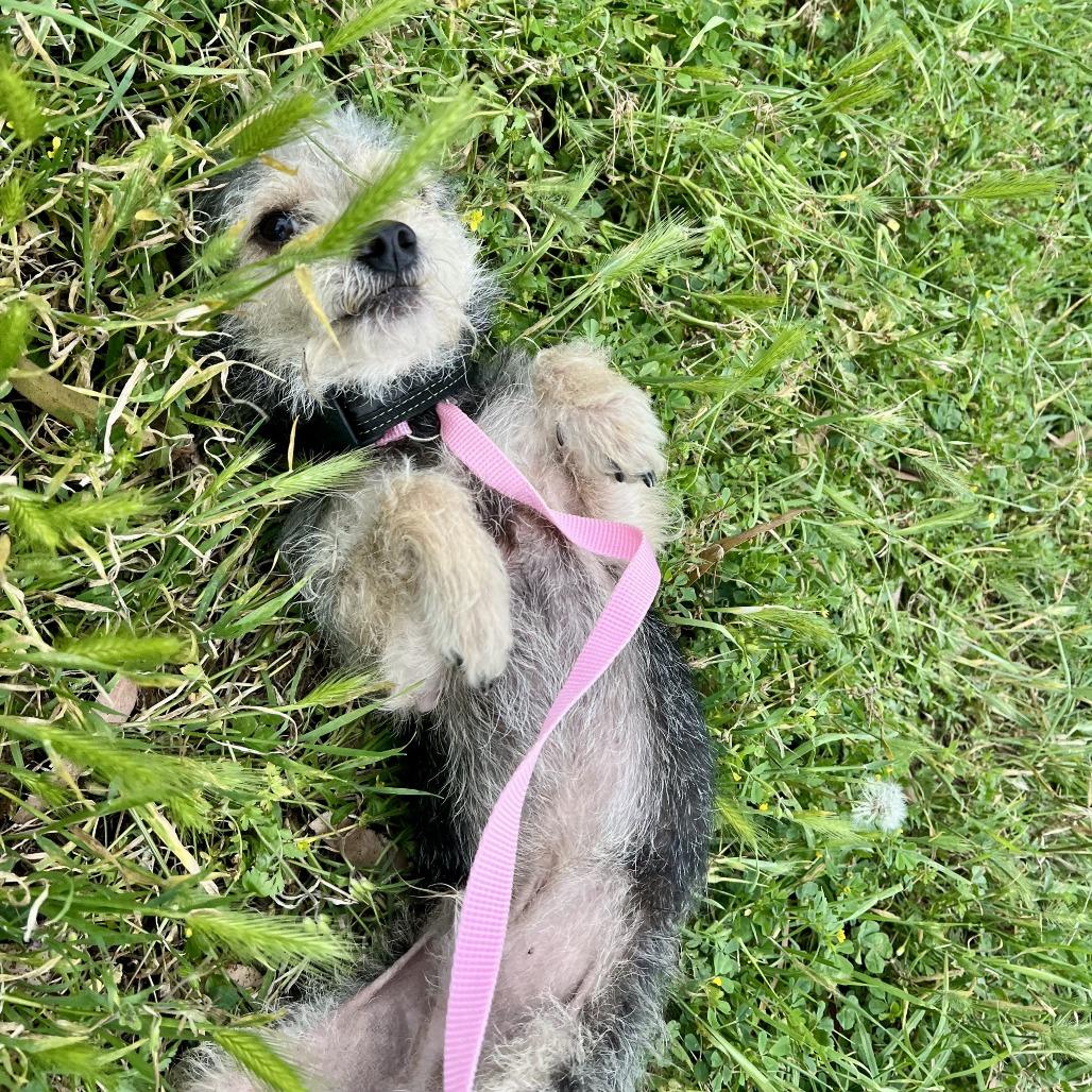 Oreo, a Adoptable mixed breed in Sonoma, CA image 1/5