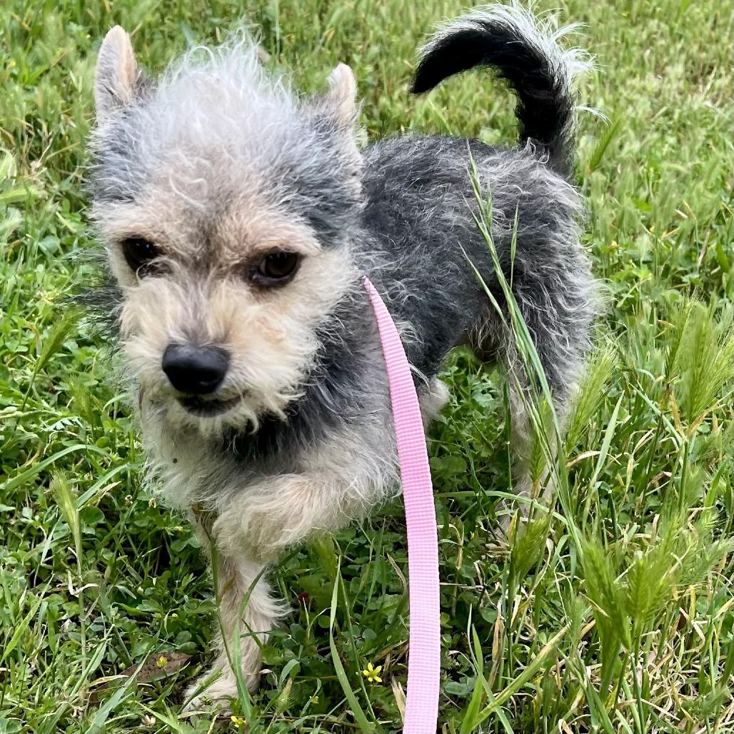 Oreo, a Adoptable mixed breed in Sonoma, CA image 2/5