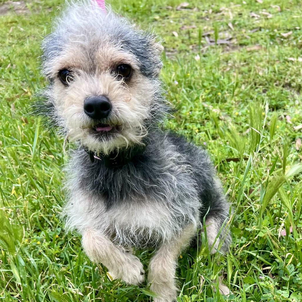 Oreo, a Adoptable mixed breed in Sonoma, CA image 5/5