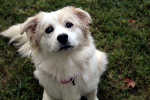 Chloe, adoptable, Puppy Female Corgi & Spaniel.