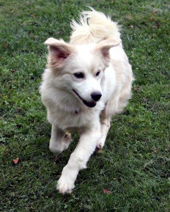 Enlarge Chloe, an adoptable mixed breed in Bedford Hills, NY image 2/6