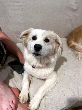 Enlarge Chloe, an adoptable mixed breed in Bedford Hills, NY image 3/6