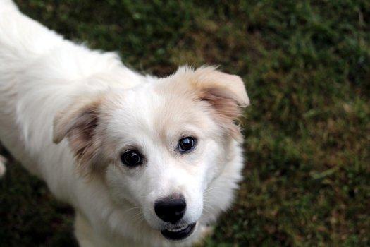 Enlarge Chloe, an adoptable mixed breed in Bedford Hills, NY image 4/6