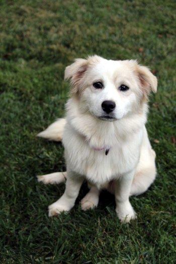 Enlarge Chloe, an adoptable mixed breed in Bedford Hills, NY image 5/6