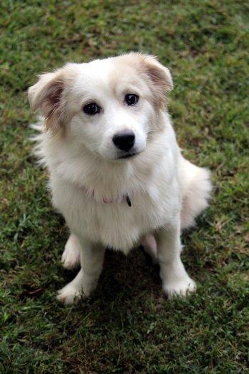 Enlarge Chloe, an adoptable mixed breed in Bedford Hills, NY image 6/6
