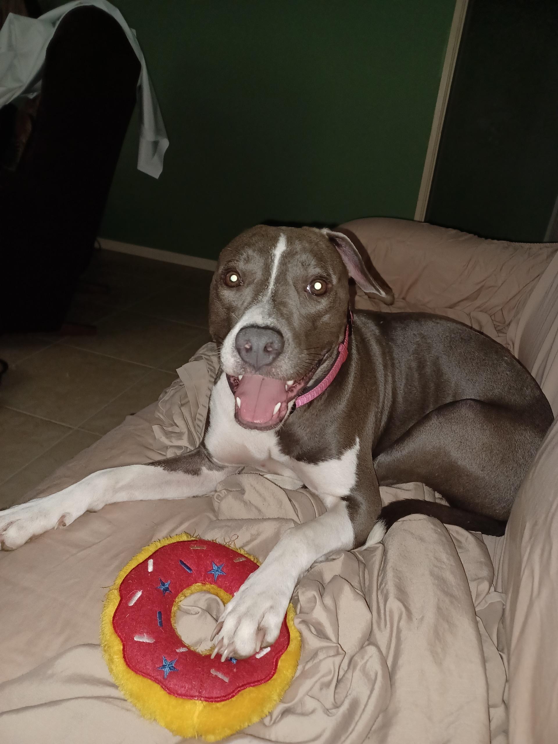 Enlarge Lily, a Adoptable mixed breed in Saint Pete Beach, FL image 2/4