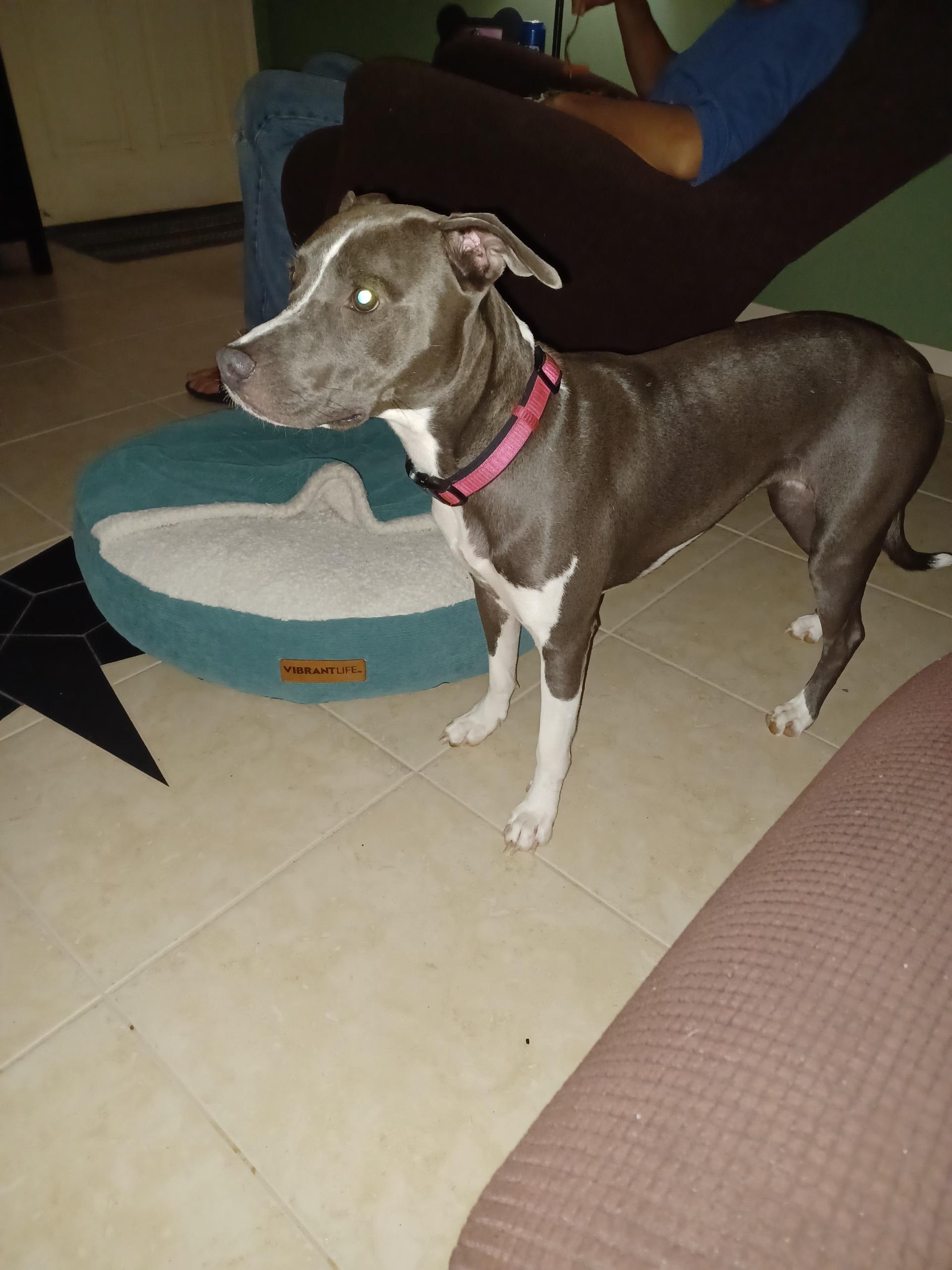 Enlarge Lily, a Adoptable mixed breed in Saint Pete Beach, FL image 3/4