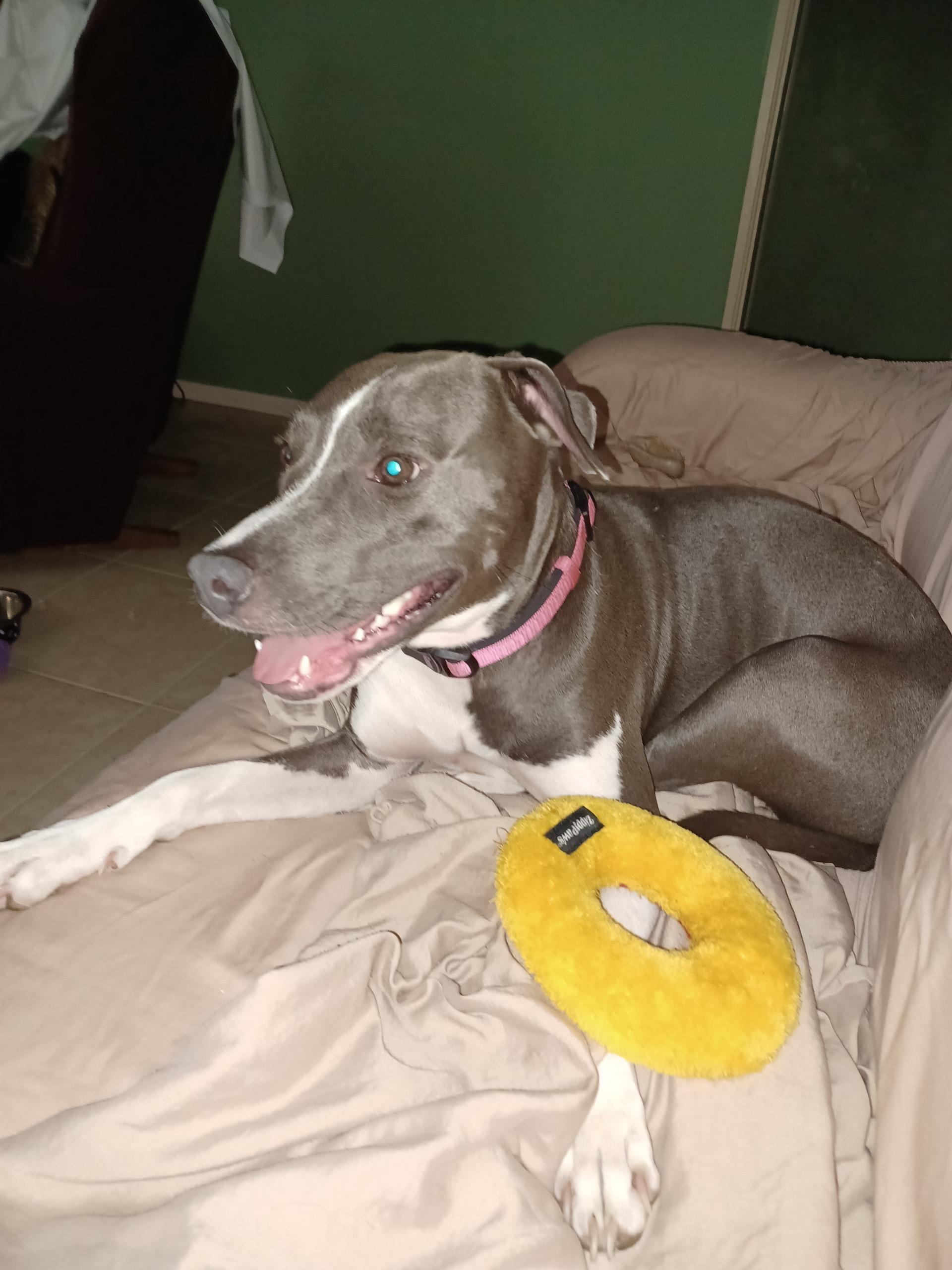 Lily, Adoptable, Adult Female American Bully & Greyhound.