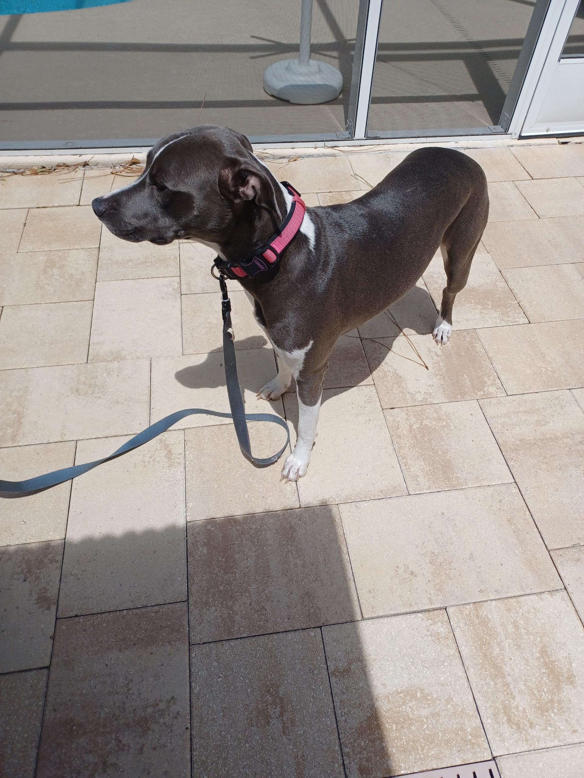 Enlarge Lily, a Adoptable mixed breed in Saint Pete Beach, FL image 4/4