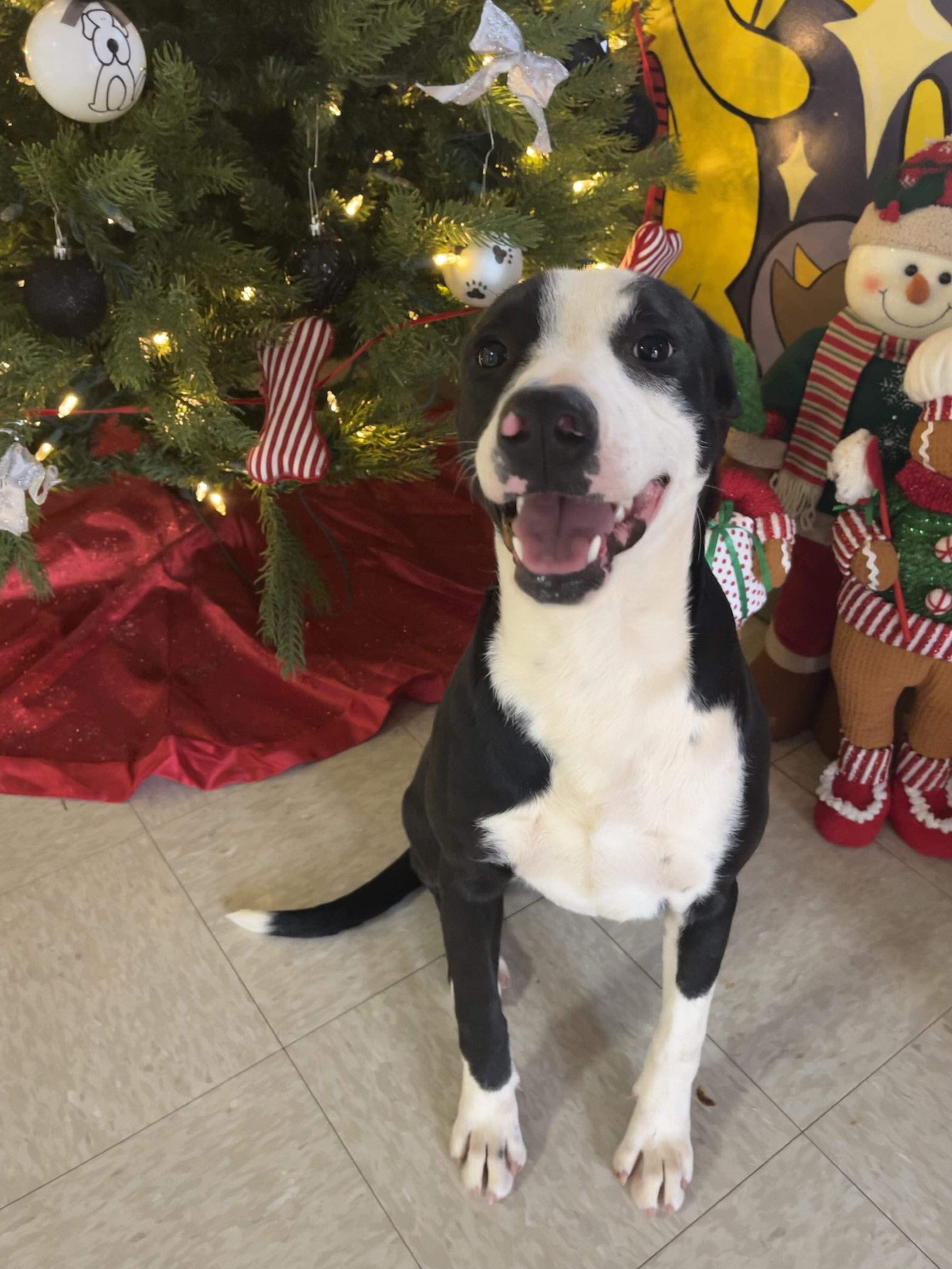 Alli, a Adoptable Mixed Breed in Chickasha, OK image 2/3