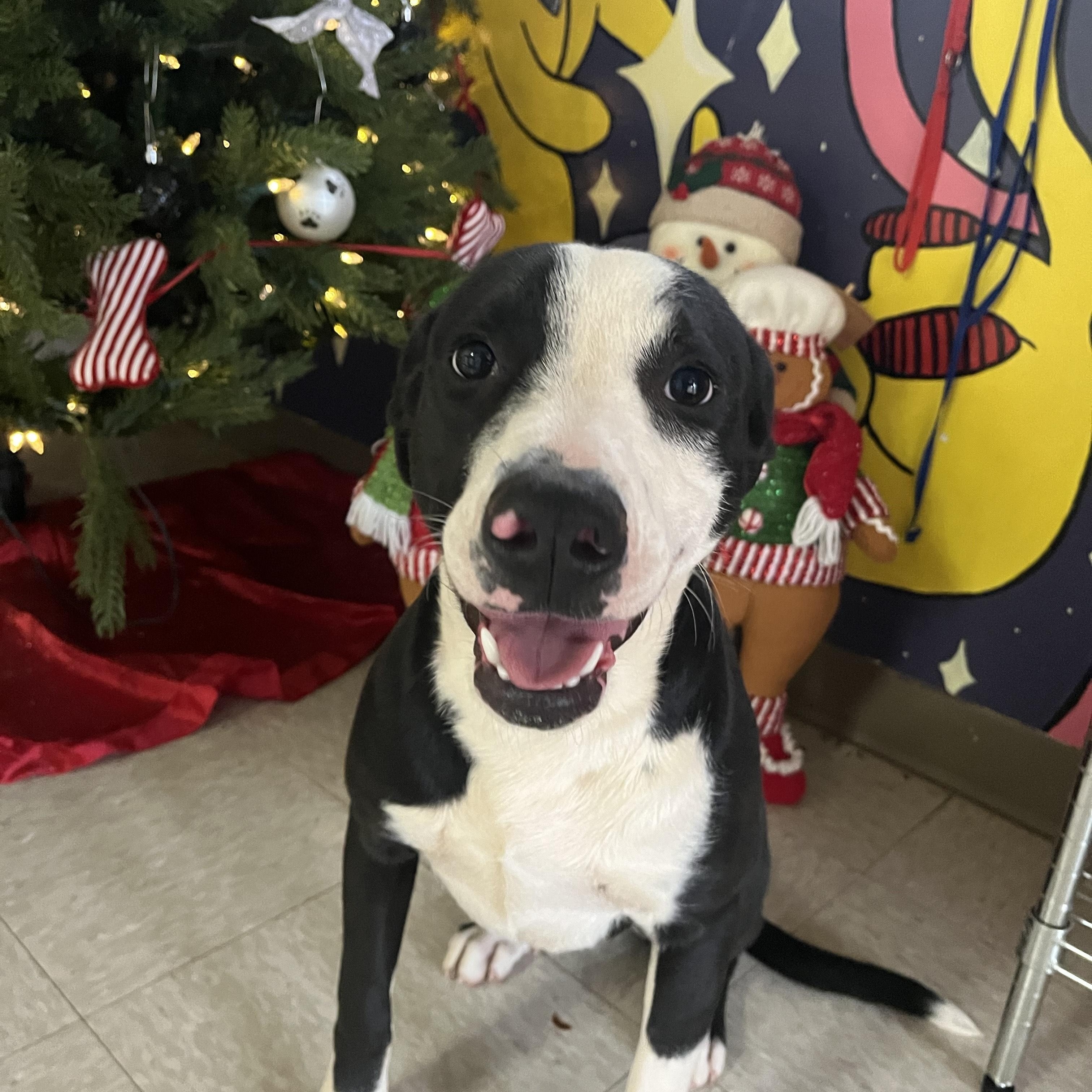 Alli, a Adoptable Mixed Breed in Chickasha, OK image 1/3