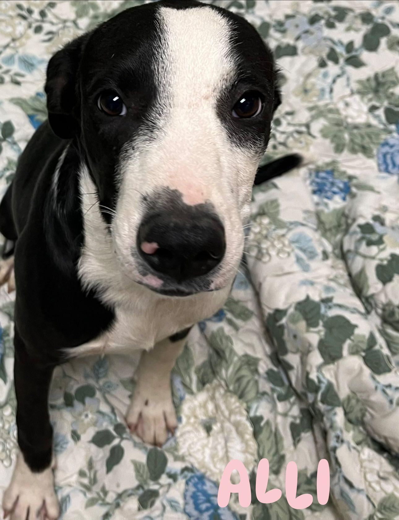 Alli, a Adoptable Mixed Breed in Chickasha, OK image 3/3