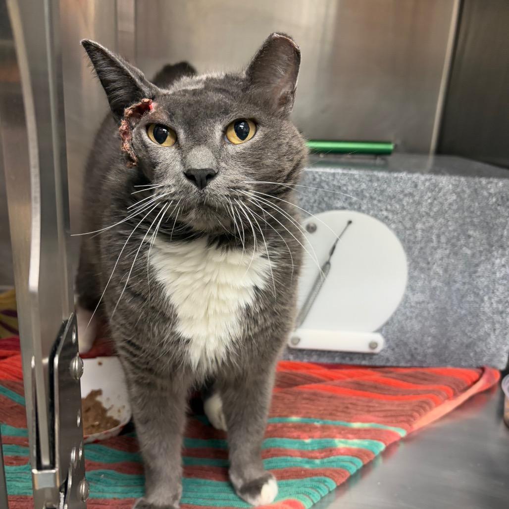 Enlarge Philip-IN FOSTER, a Adoptable Domestic Short Hair in Birdsboro, PA image 1/2