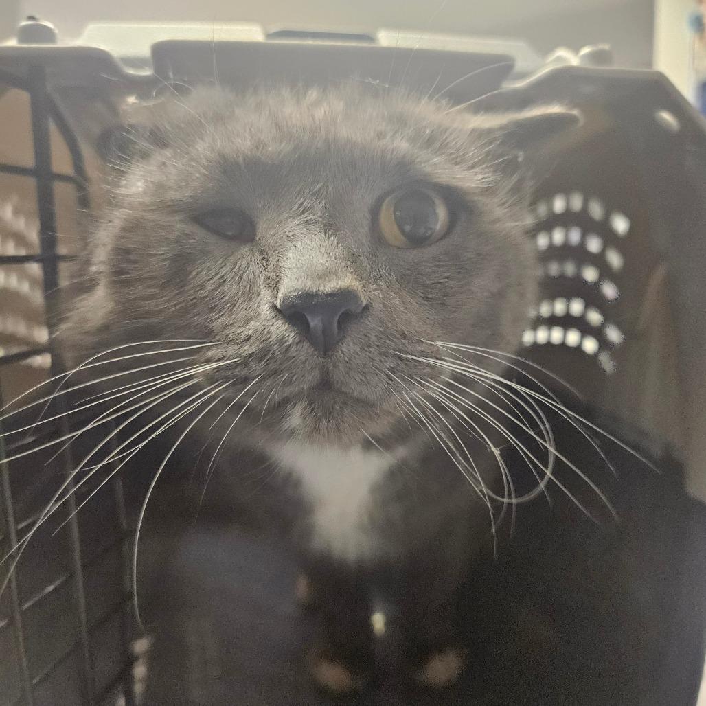 Enlarge Philip-IN FOSTER, a Adoptable Domestic Short Hair in Birdsboro, PA image 2/2