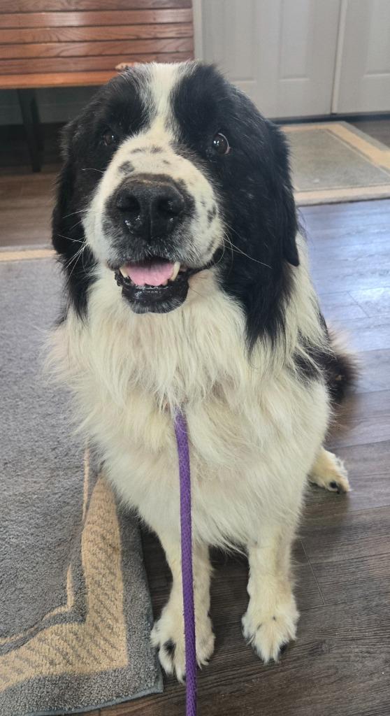 Drake, Adoptable, Adult Male Newfoundland Dog.