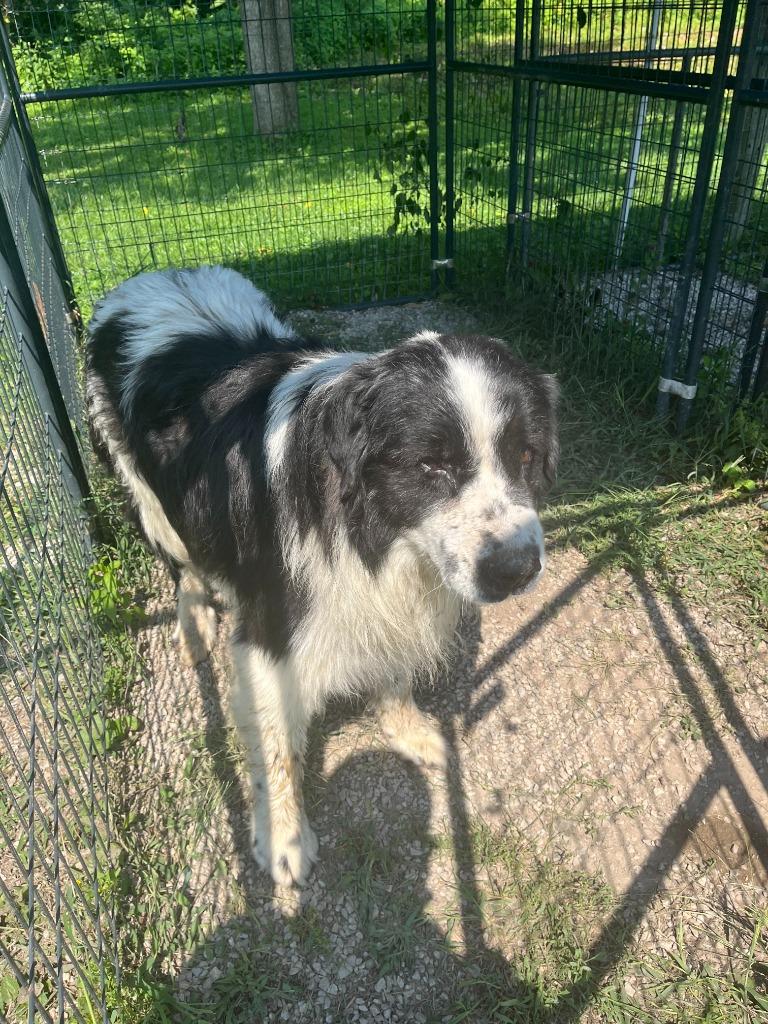 Enlarge Drake, a Adoptable Newfoundland Dog in Greencastle, IN image 2/2